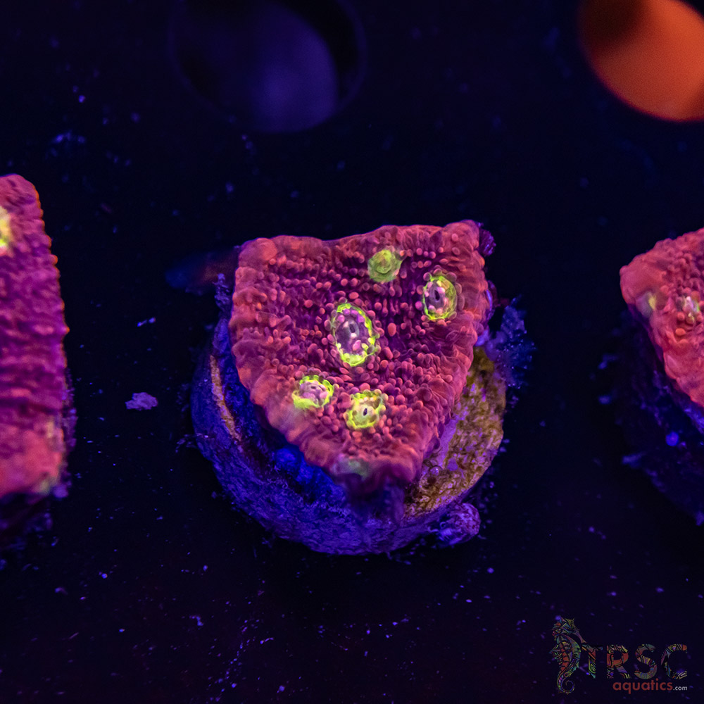 Pink Boobies Chalice R08 3 Pink Boobies Chalice R08