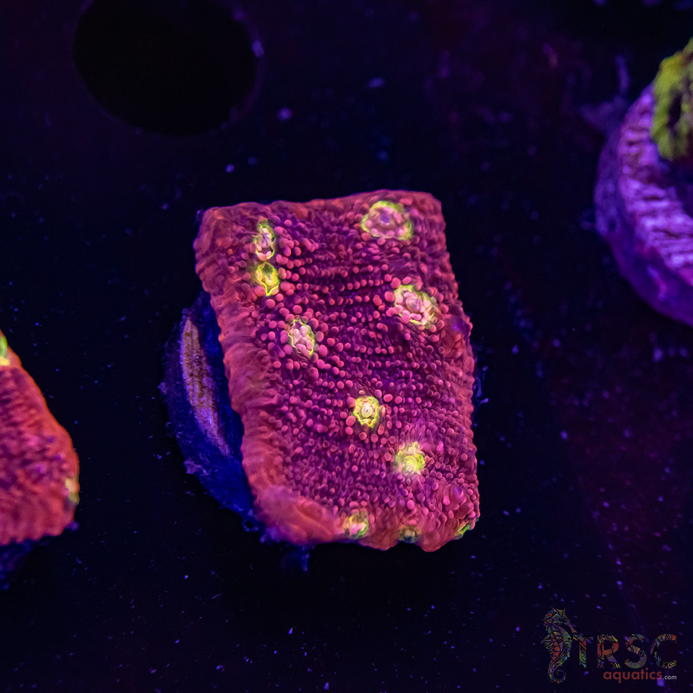 Pink Boobies Chalice R10 3 Pink Boobies Chalice R10