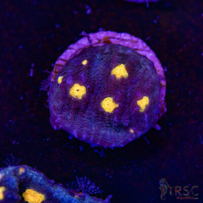 Midnight Bandit Chalice S04