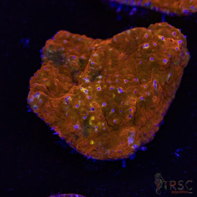 Orange Sherbert Chalice S06