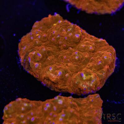 Orange Sherbert Chalice S08