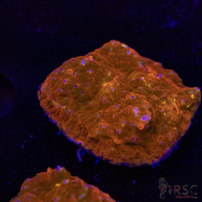 Orange Sherbert Chalice S09