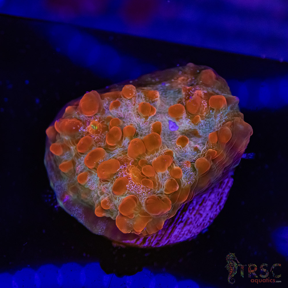 Blood Nebula Chalice T01 3 Blood Nebula Chalice T01