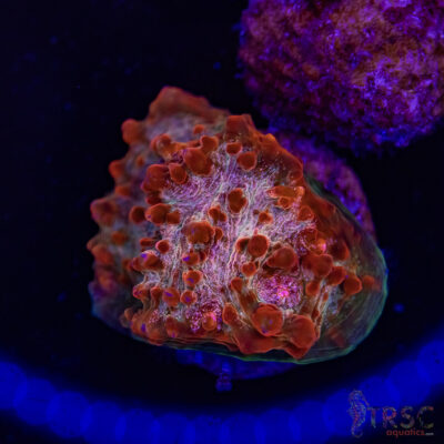 Blood Nebula Chalice T02