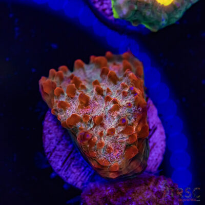 Blood Nebula Chalice T03