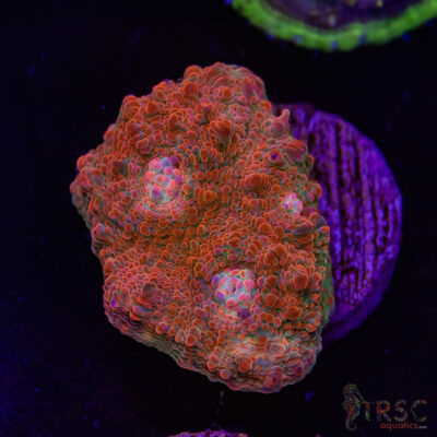 Rainbow Witcher Chalice T07