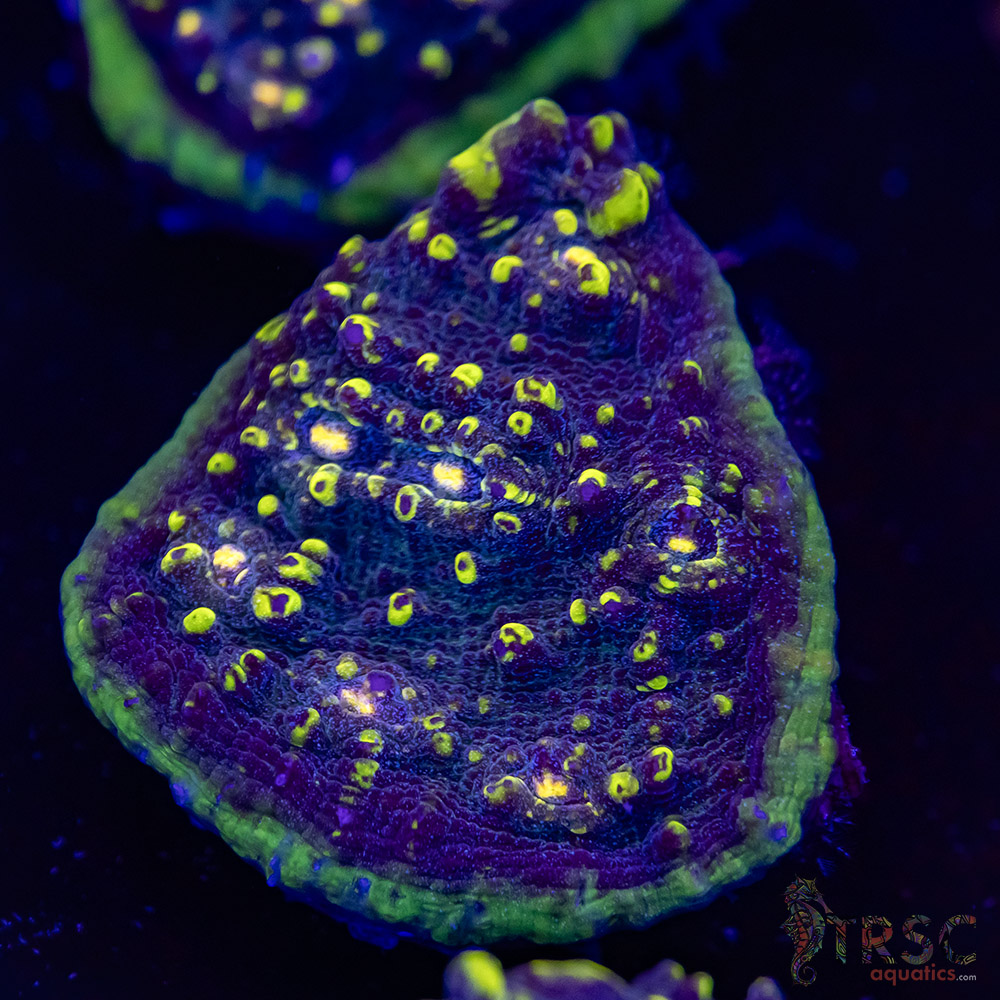 Blue Radium Chalice T09 3 Blue Radium Chalice T09