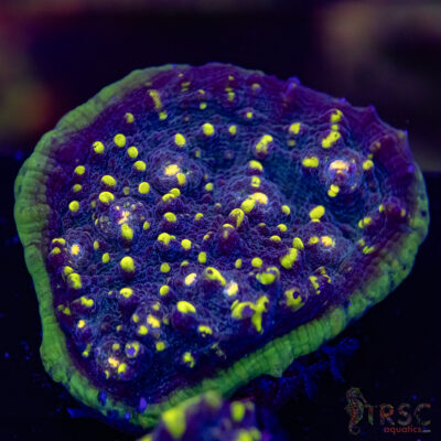 Blue Radium Chalice T10