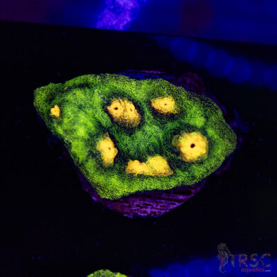 Raja Rampage Chalice U01