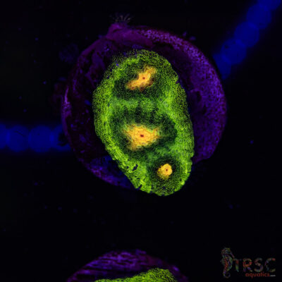 Raja Rampage Chalice U02