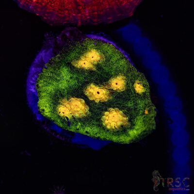 Raja Rampage Chalice U03