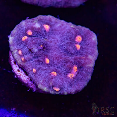 Purple Nurple Chalice U06