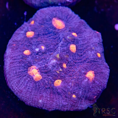 Purple Nurple Chalice U07