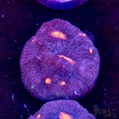 Purple Nurple Chalice U08