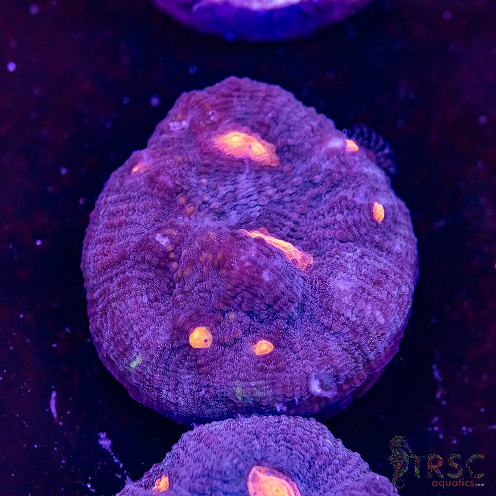 Purple Nurple Chalice U08 3 Purple Nurple Chalice U08