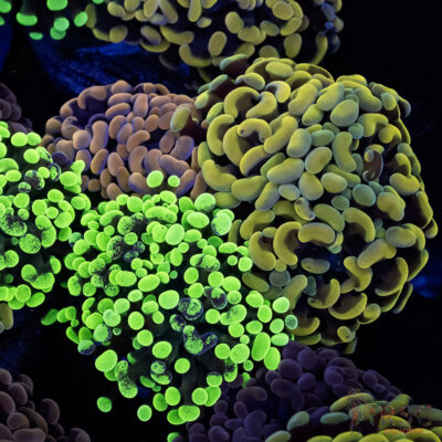 Ultra Hammer Garden A01