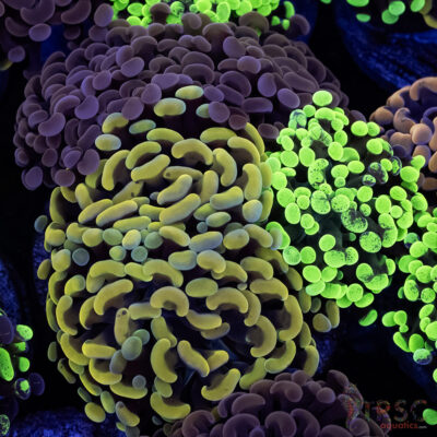 Ultra Hammer Garden A02