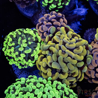 Ultra Hammer Garden A04