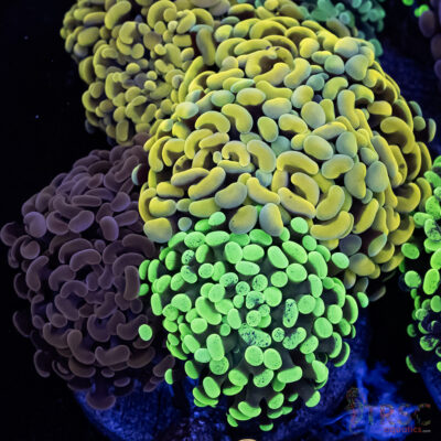 Ultra Hammer Garden A05