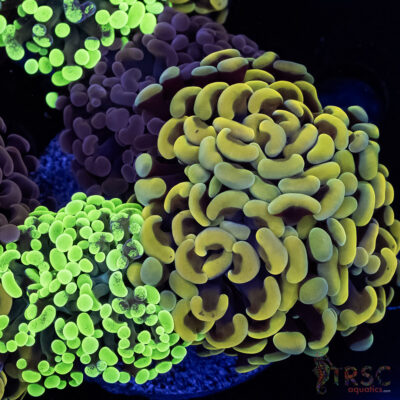 Ultra Hammer Garden A07