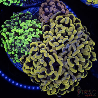 Ultra Hammer Garden A08