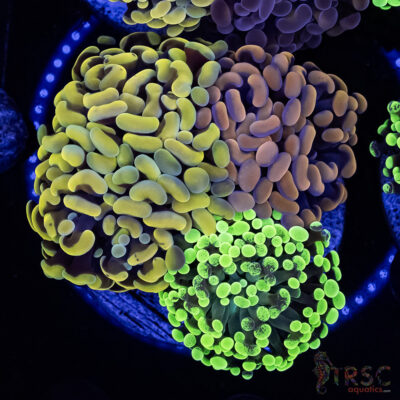 Ultra Hammer Garden A09