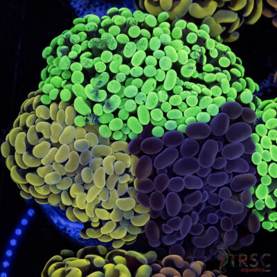 Ultra Hammer Garden A10