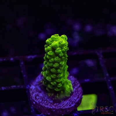 Bali Green Slimer Acro A01