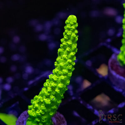 Bali Green Slimer Acro A04