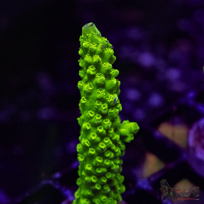 Bali Green Slimer Acro A05