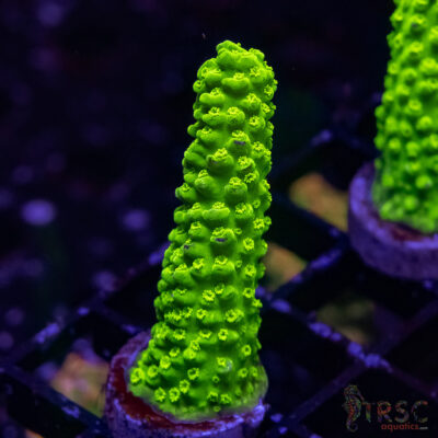 Bali Green Slimer Acro A07