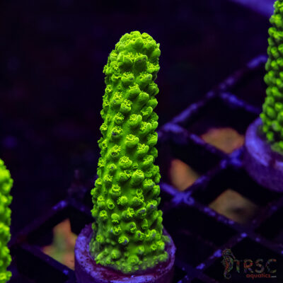 Bali Green Slimer Acro A08