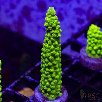 Bali Green Slimer Acro A09