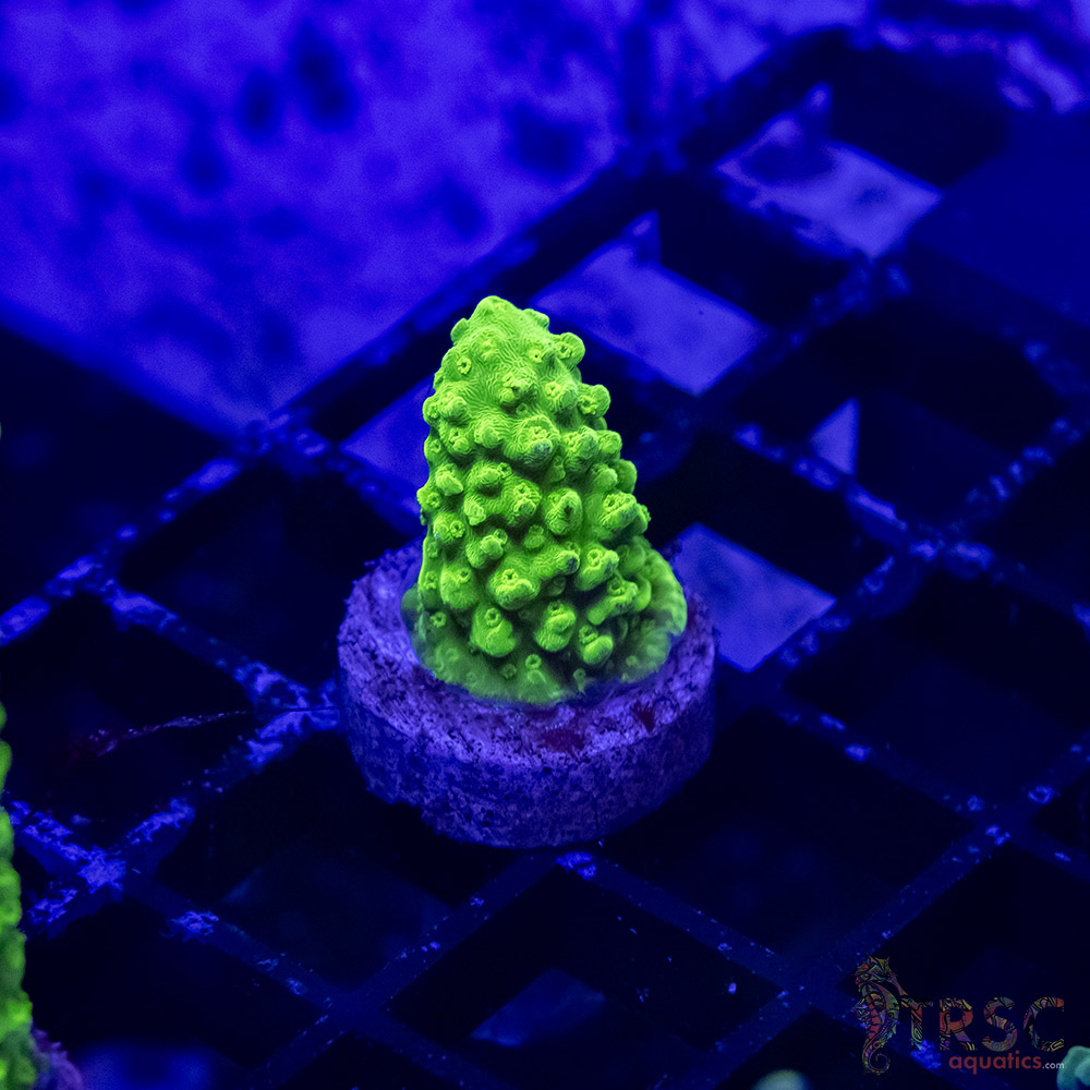 Bali Green Slimer Acro A10 3 Bali Green Slimer Acro A10