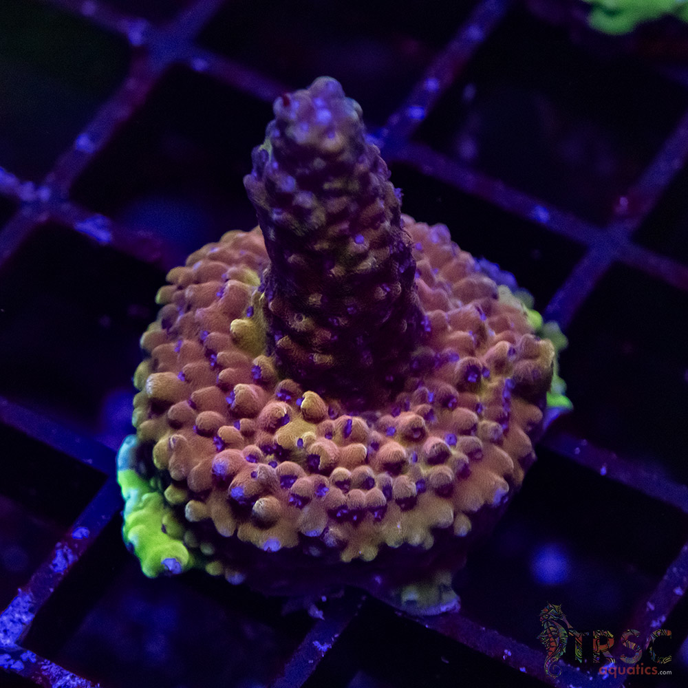 TR Premium Acro B07 3 TR Premium Acro B07