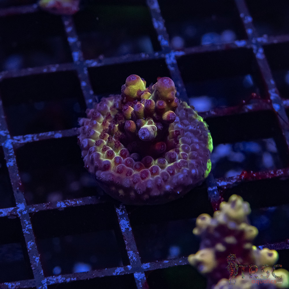 TR Premium Acro D01 3 TR Premium Acro D01