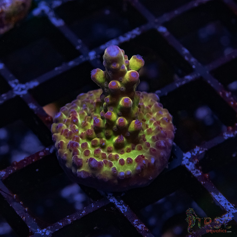 TR Premium Acro D02 3 TR Premium Acro D02