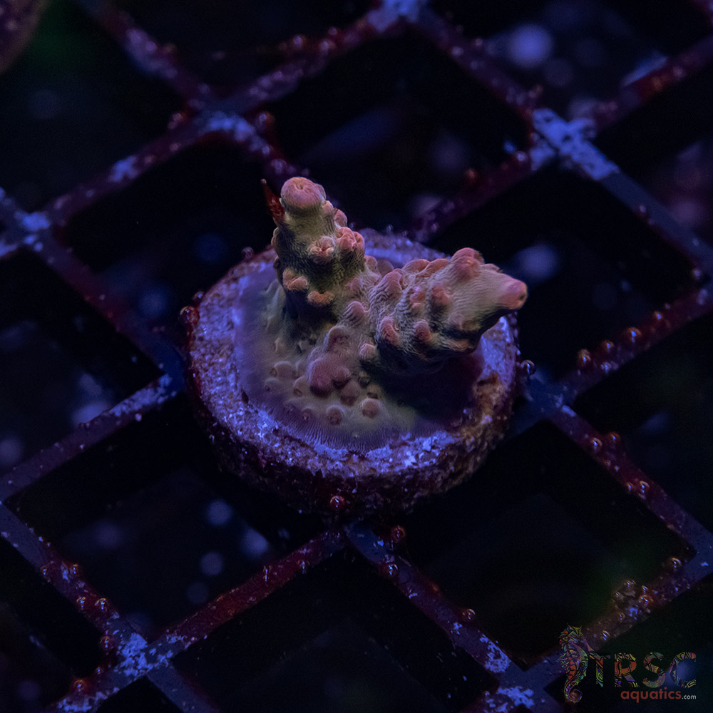 TR Premium Acro D03 3 TR Premium Acro D03