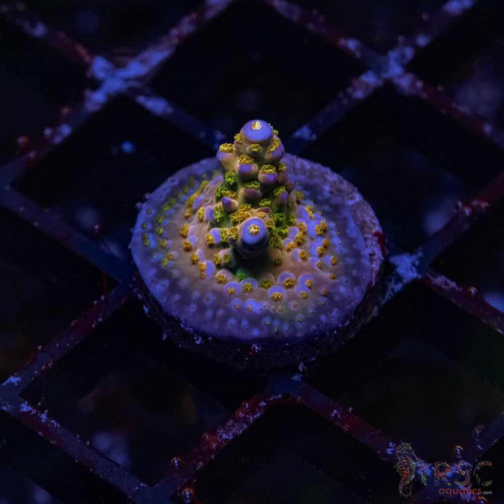 TR Premium Acro D05 3 TR Premium Acro D05