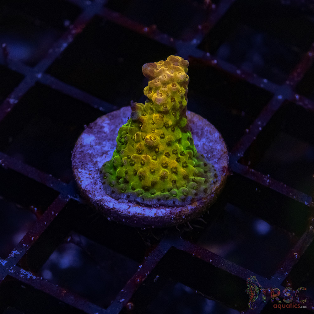 TR Premium Acro D07 3 TR Premium Acro D07