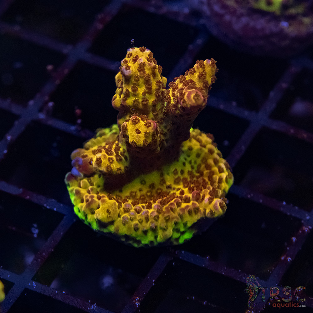 TR Premium Acro D09 3 TR Premium Acro D09