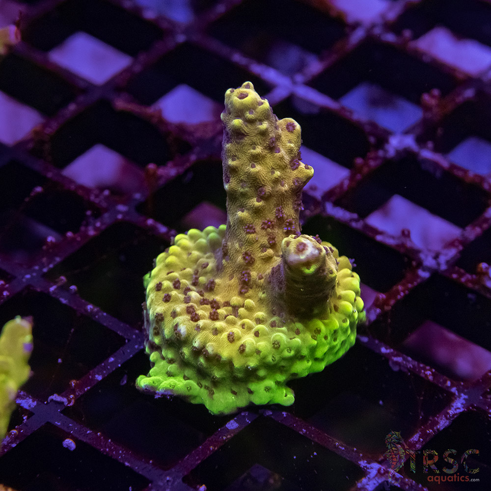 TR Premium Acro E10 3 TR Premium Acro E10