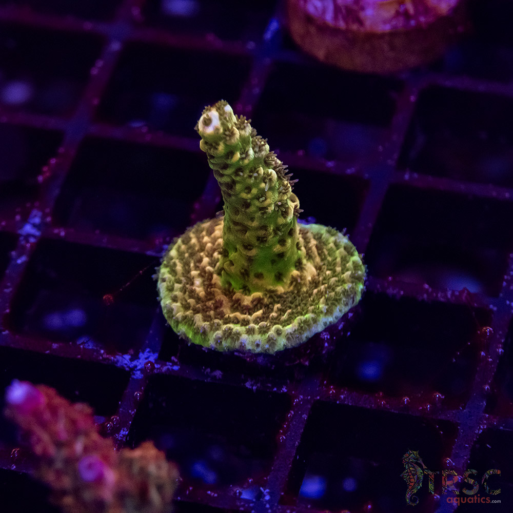 TR Premium Acro G01 3 TR Premium Acro G01