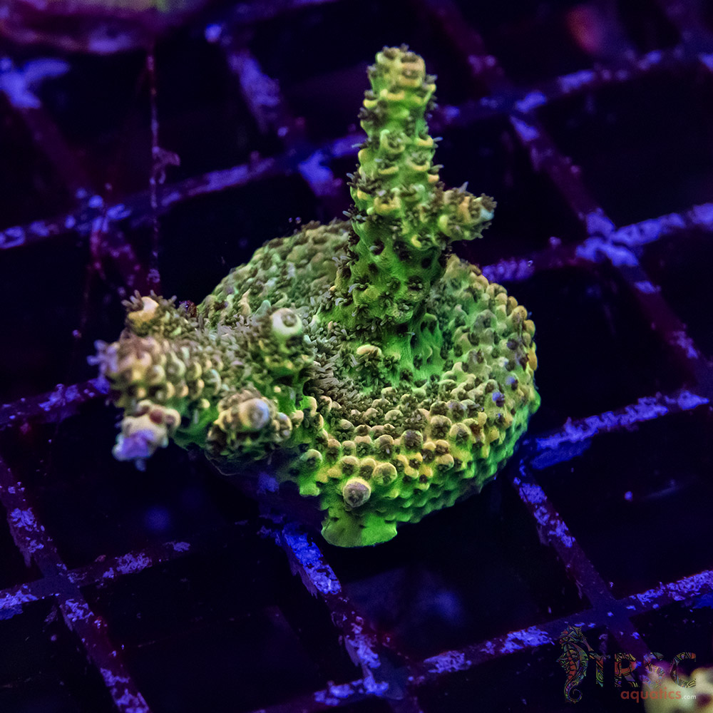 TR Premium Acro G09 3 TR Premium Acro G09