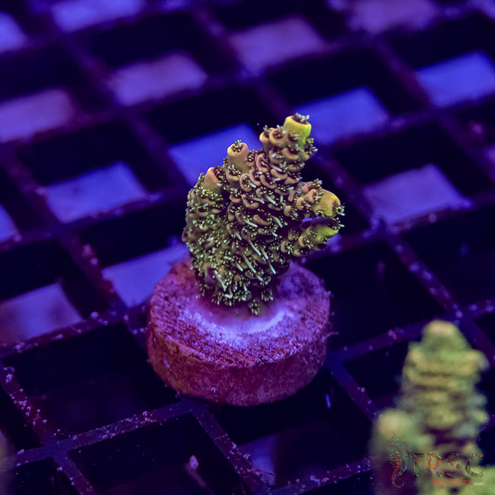 TR Premium Acro I10 3 TR Premium Acro I10