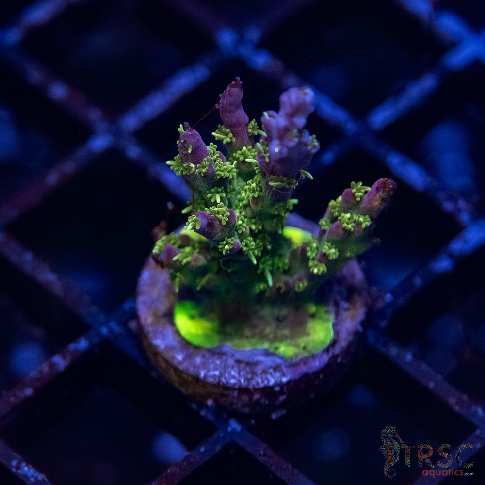 TR Premium Acro J03 3 TR Premium Acro J03