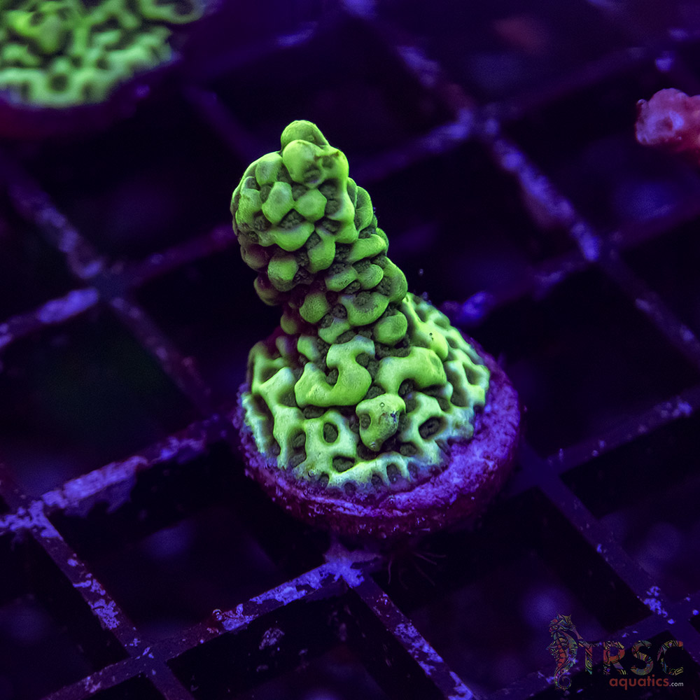 TR Premium Acro J08 3 TR Premium Acro J08