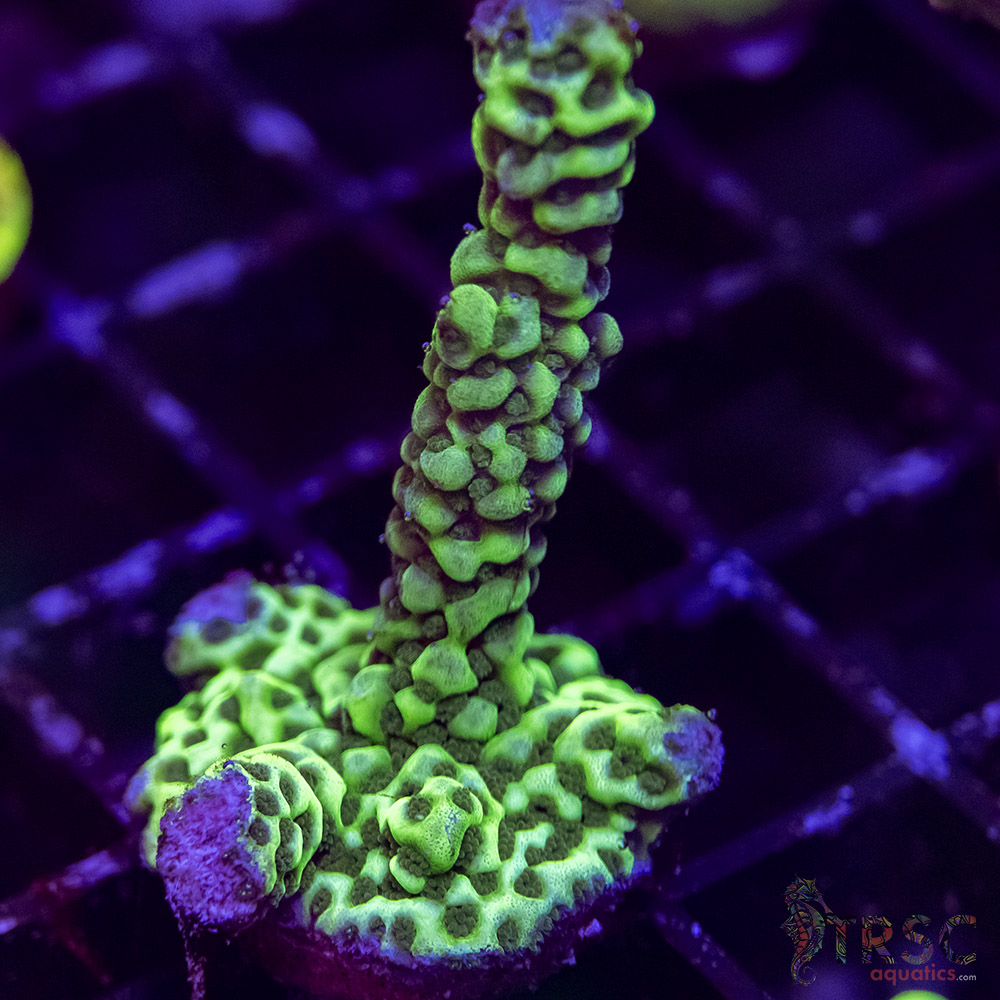 TR Premium Acro J09 3 TR Premium Acro J09