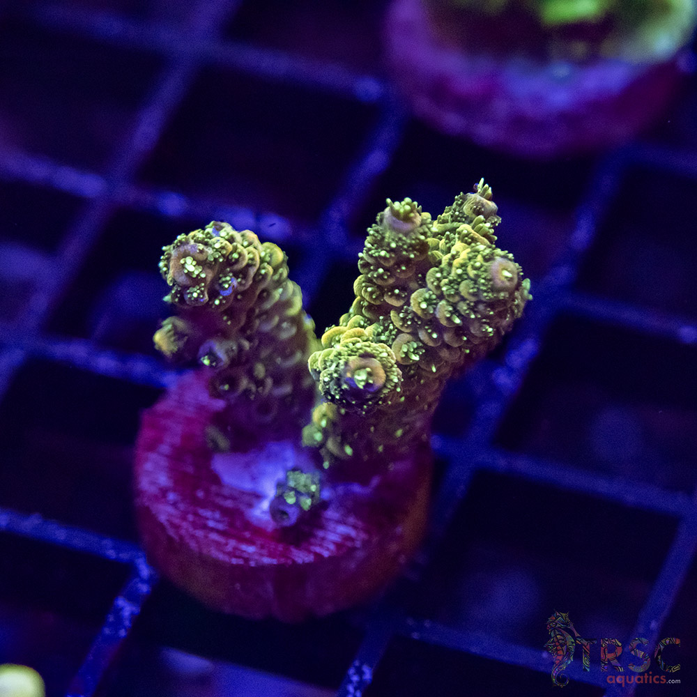 TR Premium Acro L08 3 TR Premium Acro L08