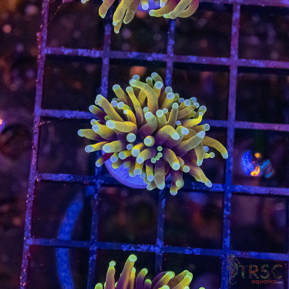 Hellfire Torch A02 3 Hellfire Torch A02